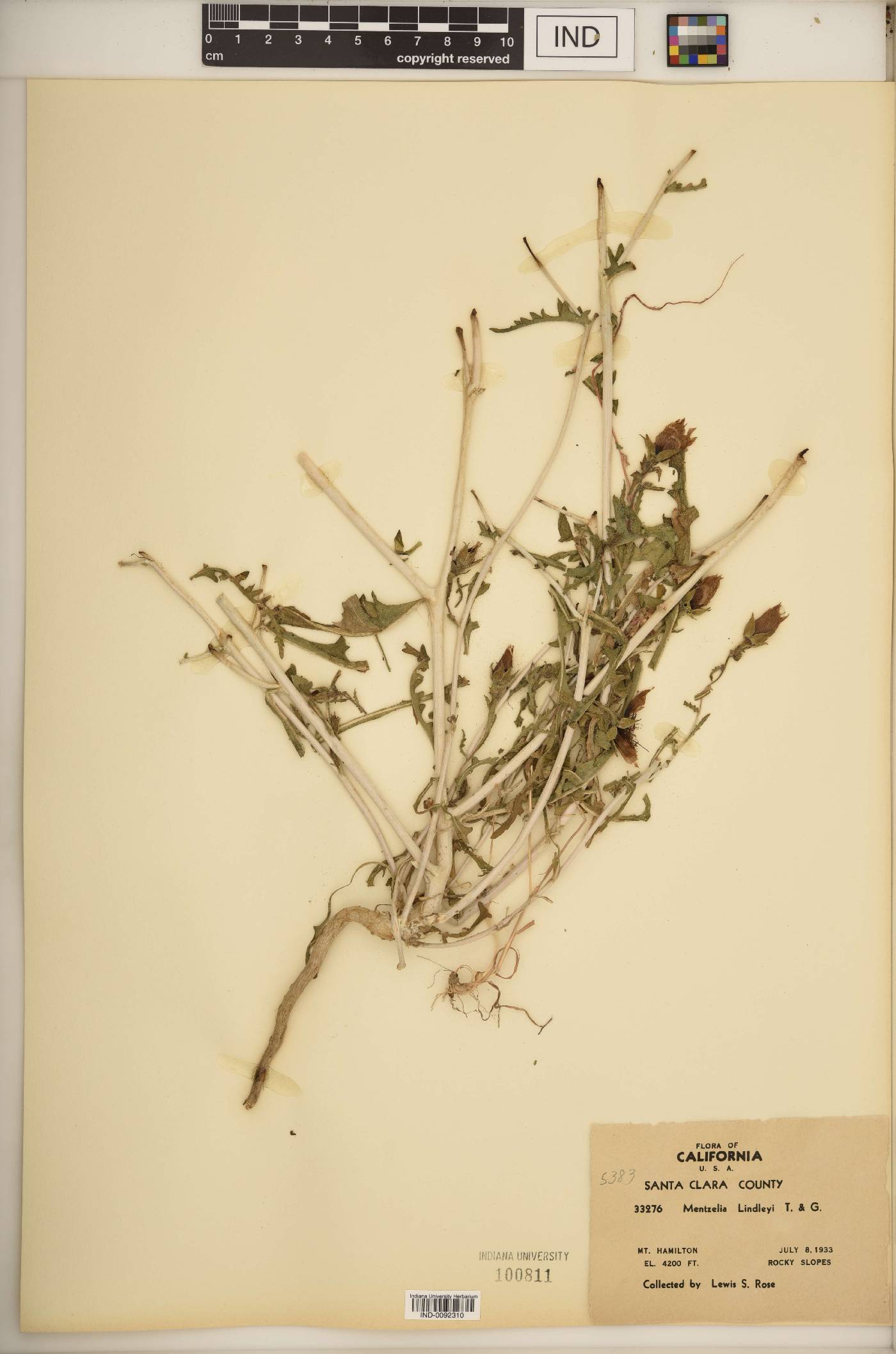 Mentzelia lindleyi image