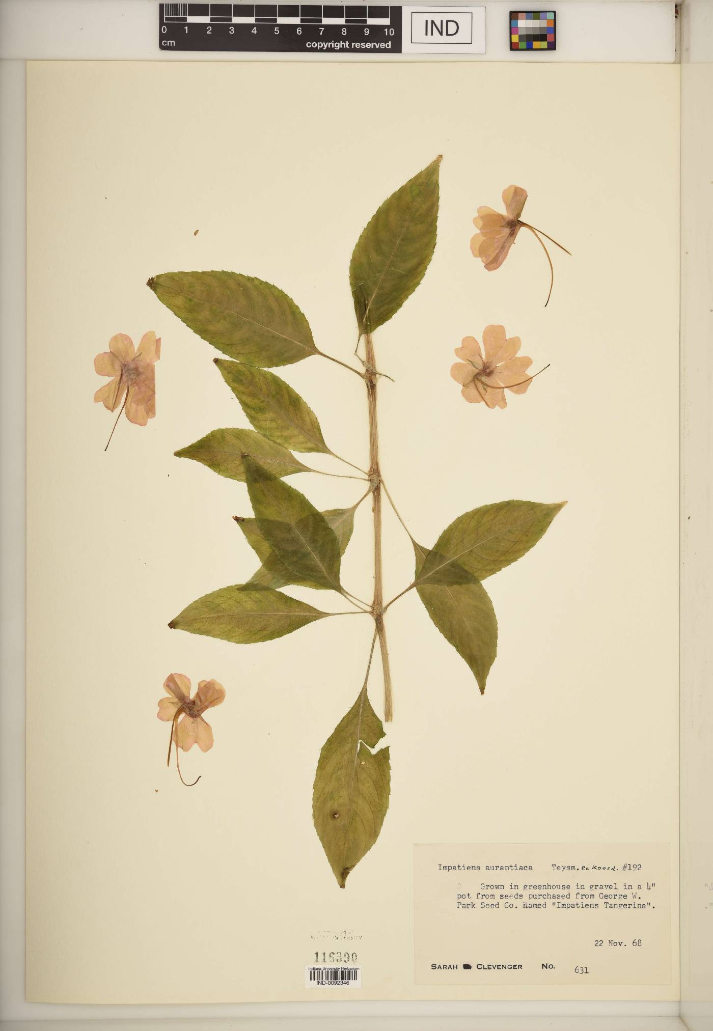 Impatiens aurantiaca image