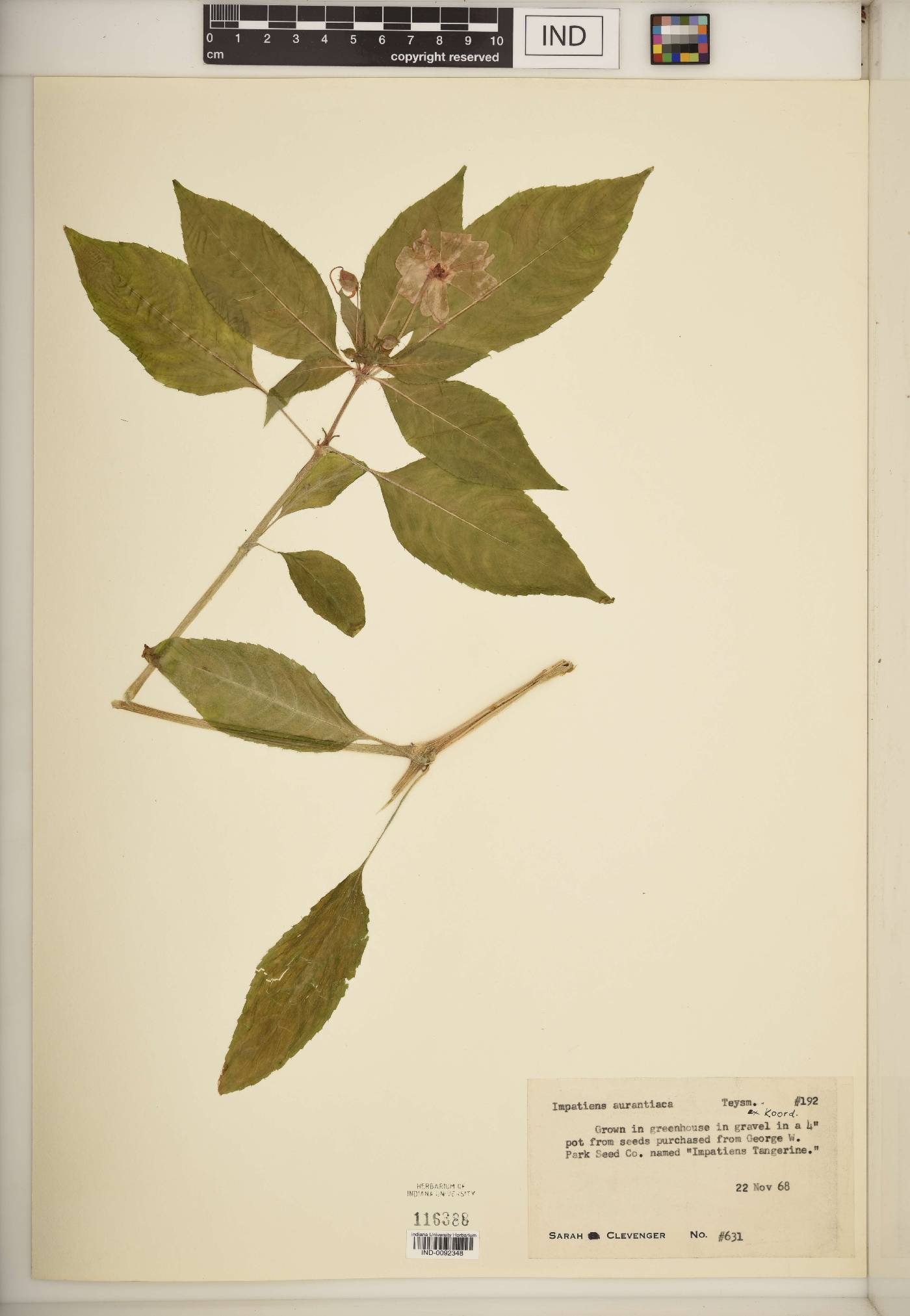 Impatiens aurantiaca image