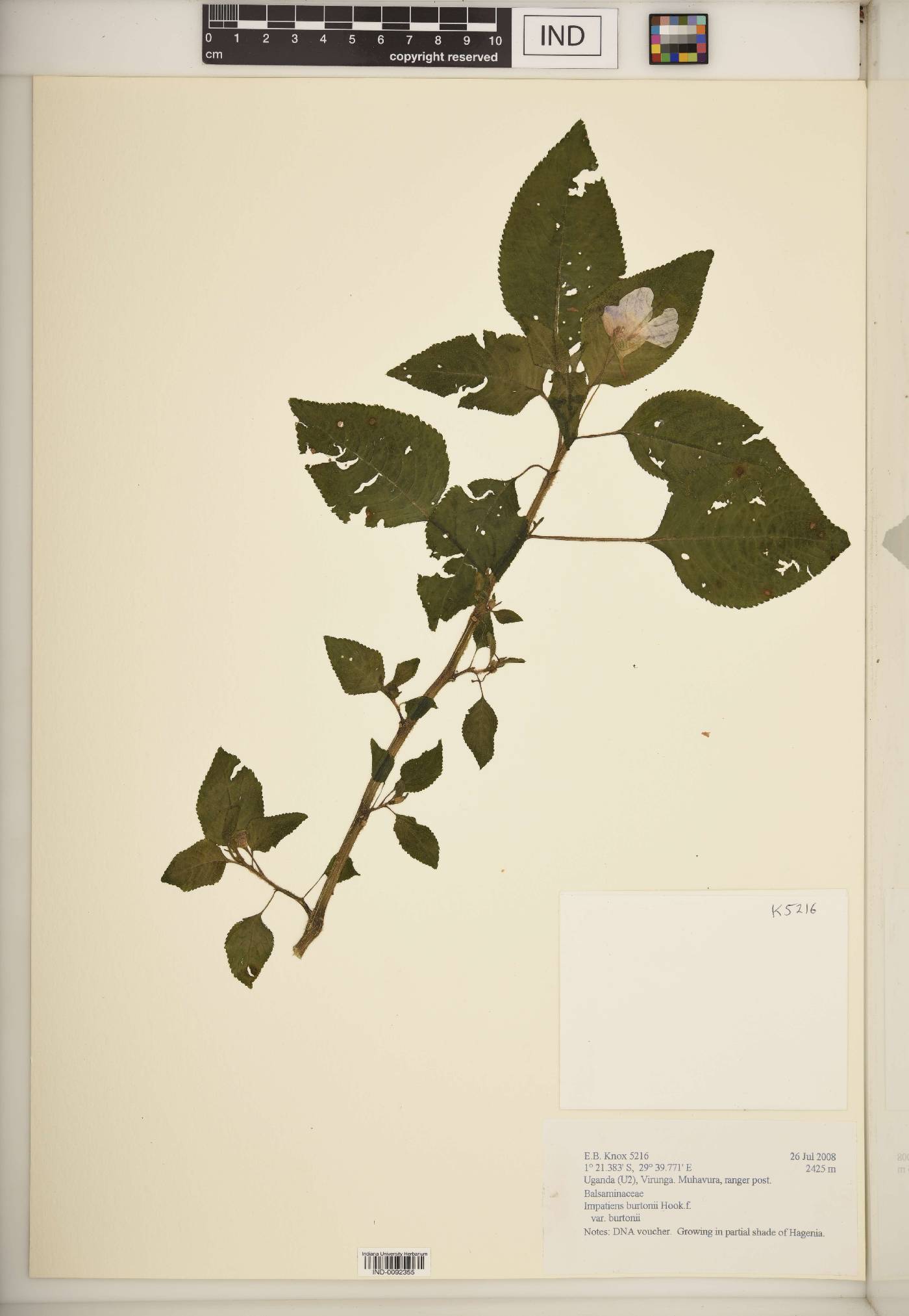 Impatiens burtonii image