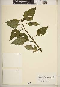 Impatiens burtonii image