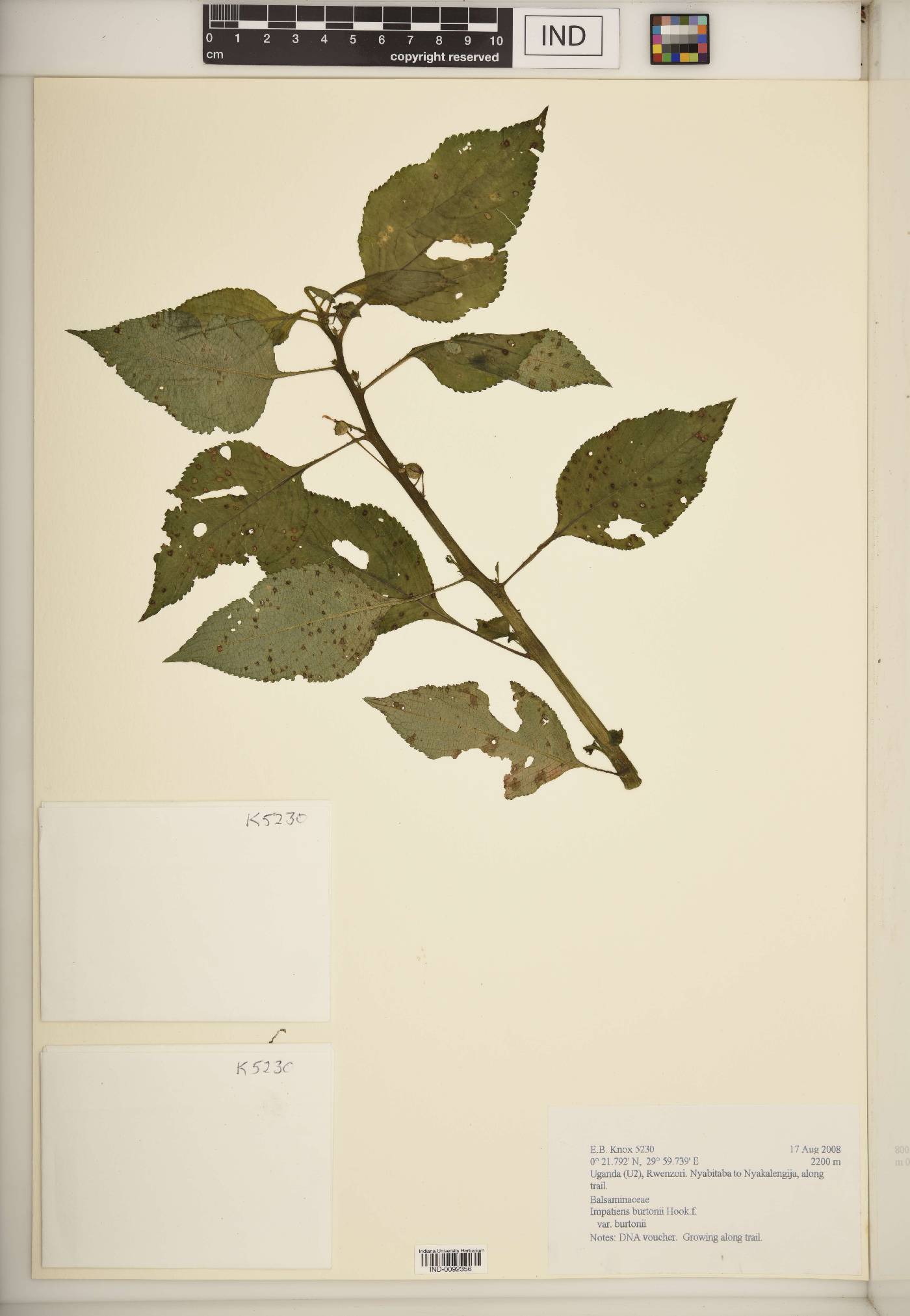 Impatiens burtonii image