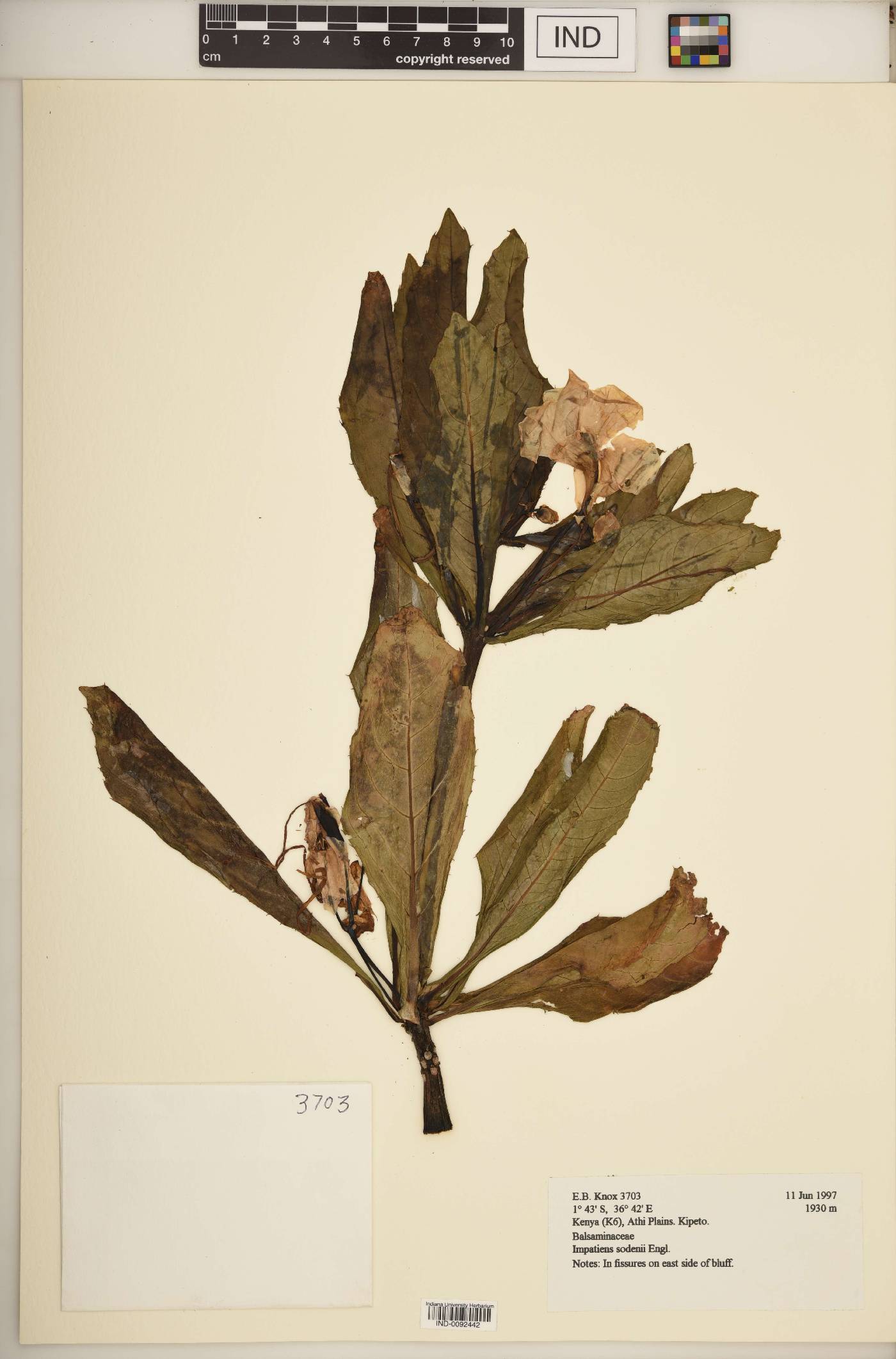 Impatiens sodenii image