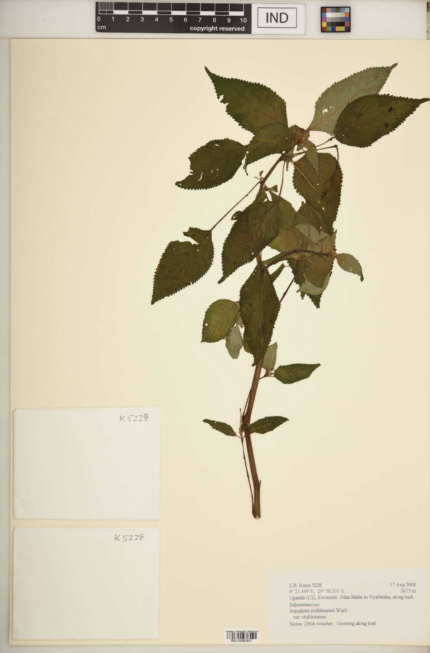 Impatiens stuhlmannii var. stuhlmannii image