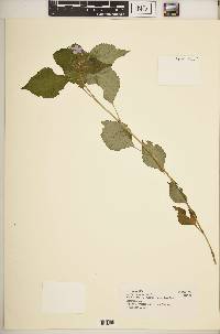 Impatiens sylvicola image