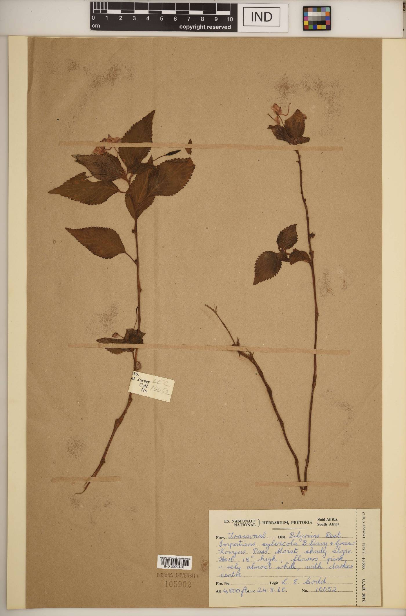 Impatiens sylvicola image