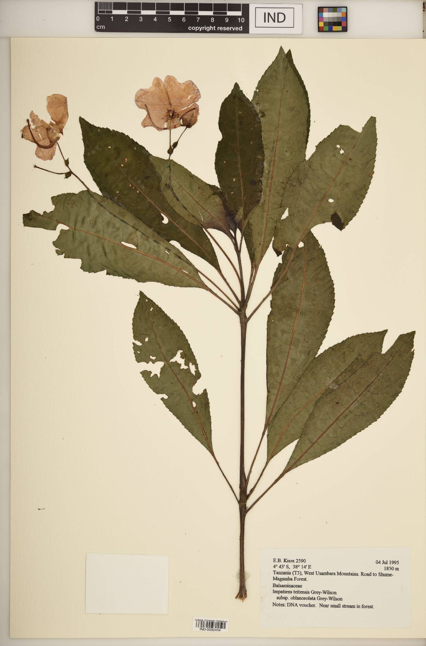 Impatiens teitensis subsp. oblanceolata image