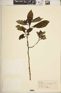 Impatiens teitensis subsp. oblanceolata image