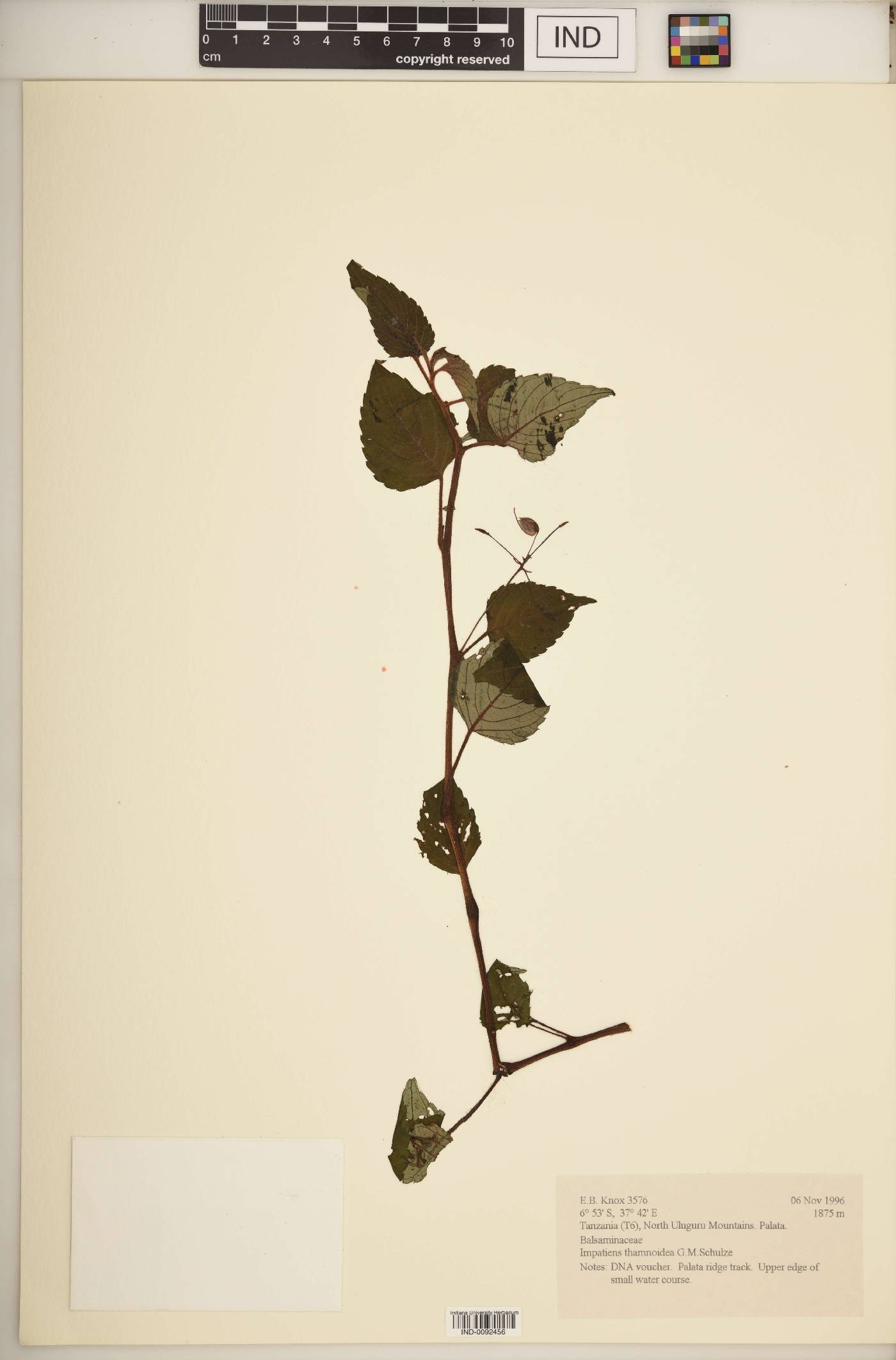 Impatiens thamnoidea image