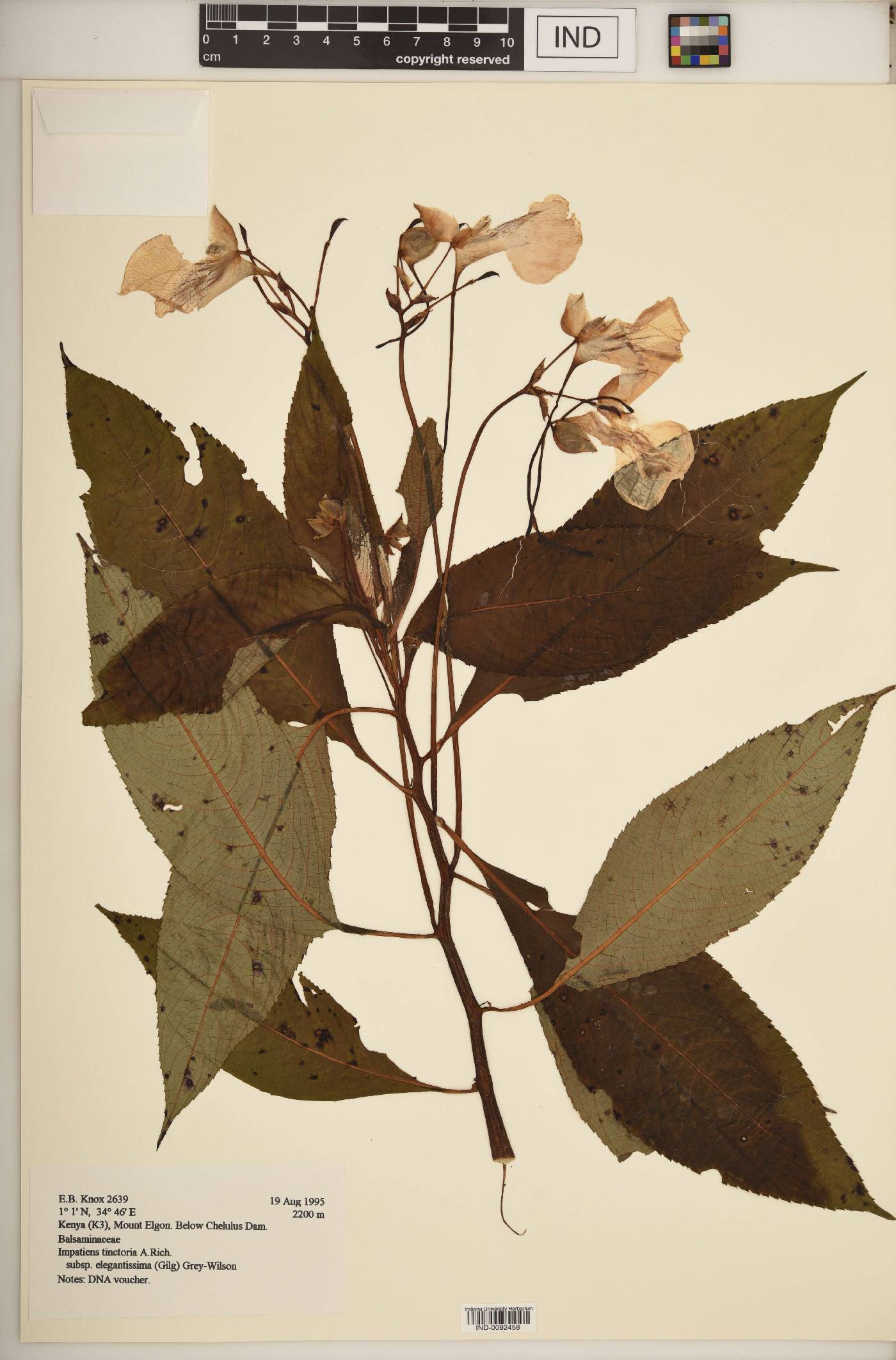 Impatiens tinctoria subsp. elegantissima image