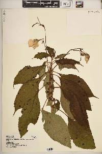 Impatiens tinctoria image