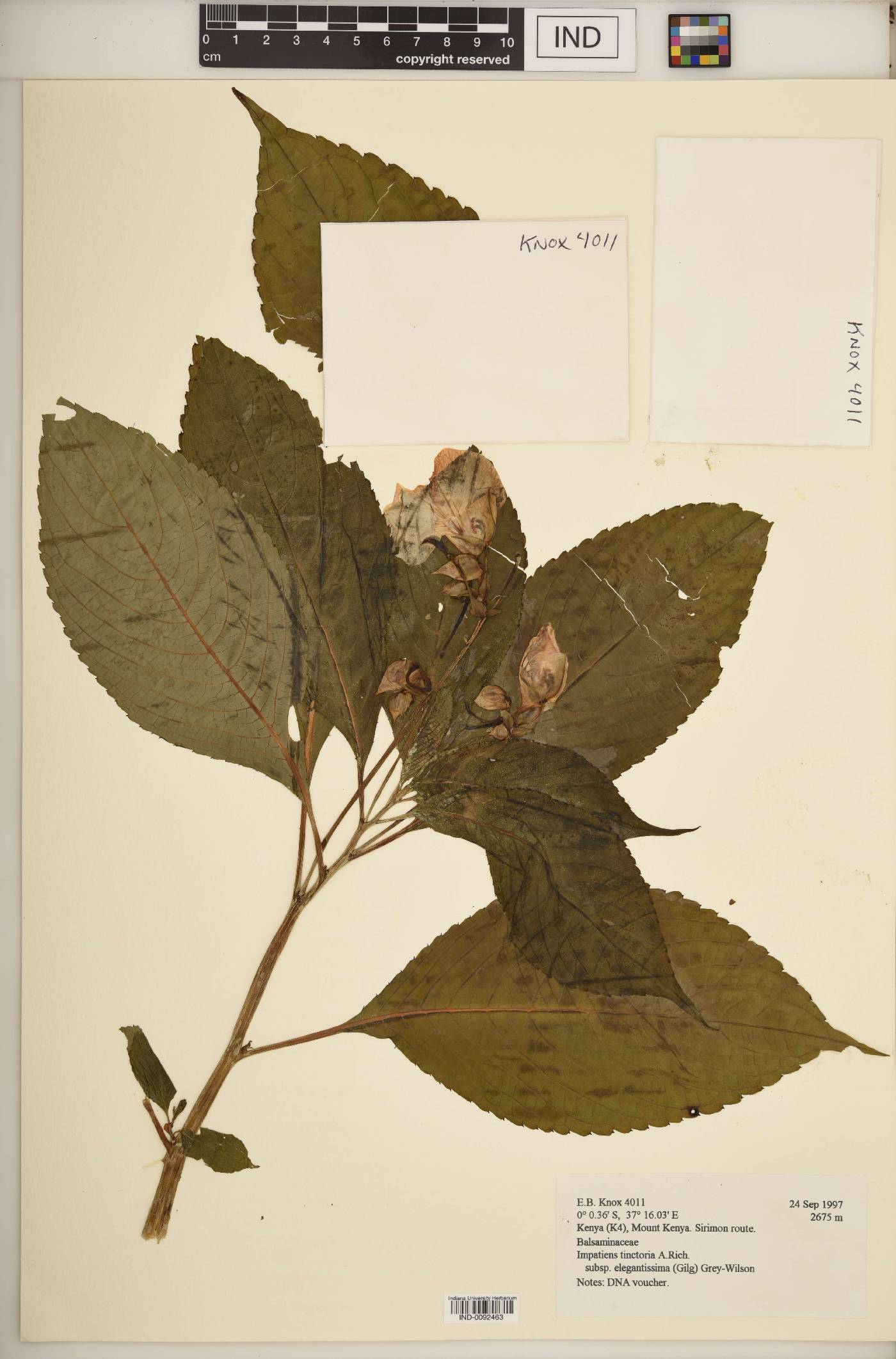 Impatiens tinctoria subsp. elegantissima image