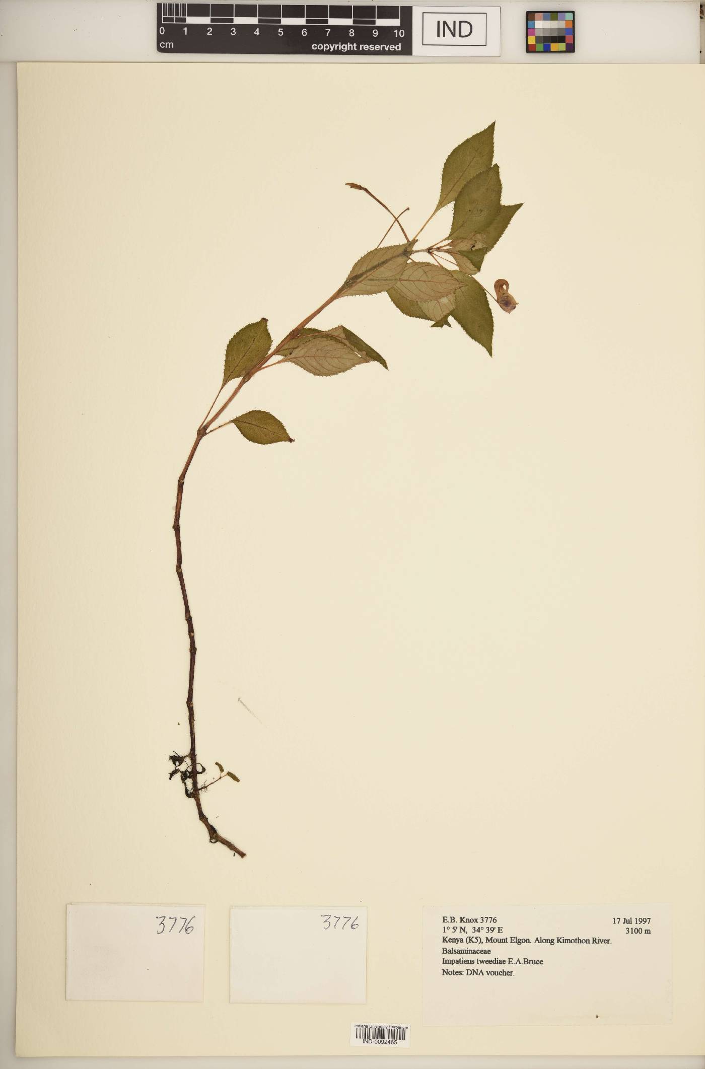 Impatiens tweediae image