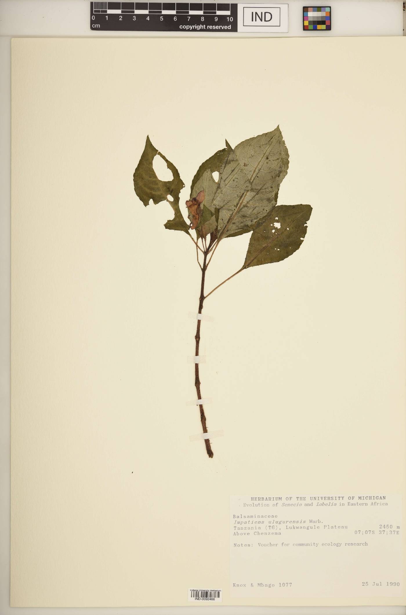 Impatiens ulugurensis image