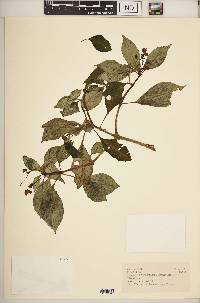 Impatiens ulugurensis image