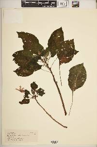 Impatiens usambarensis image