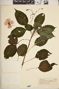 Impatiens usambarensis image