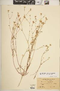 Gilia achilleifolia subsp. multicaulis image