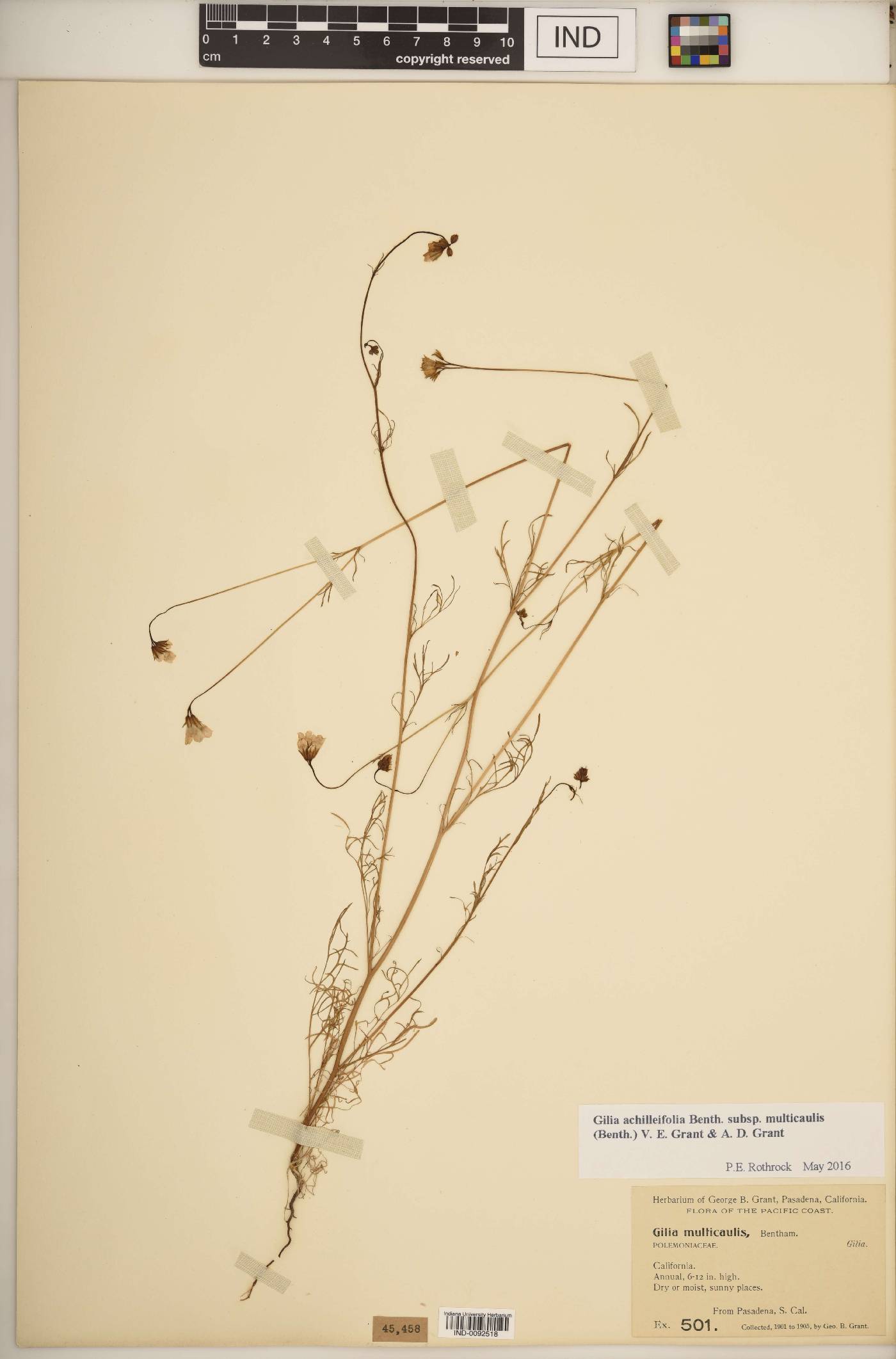 Gilia achilleifolia subsp. multicaulis image