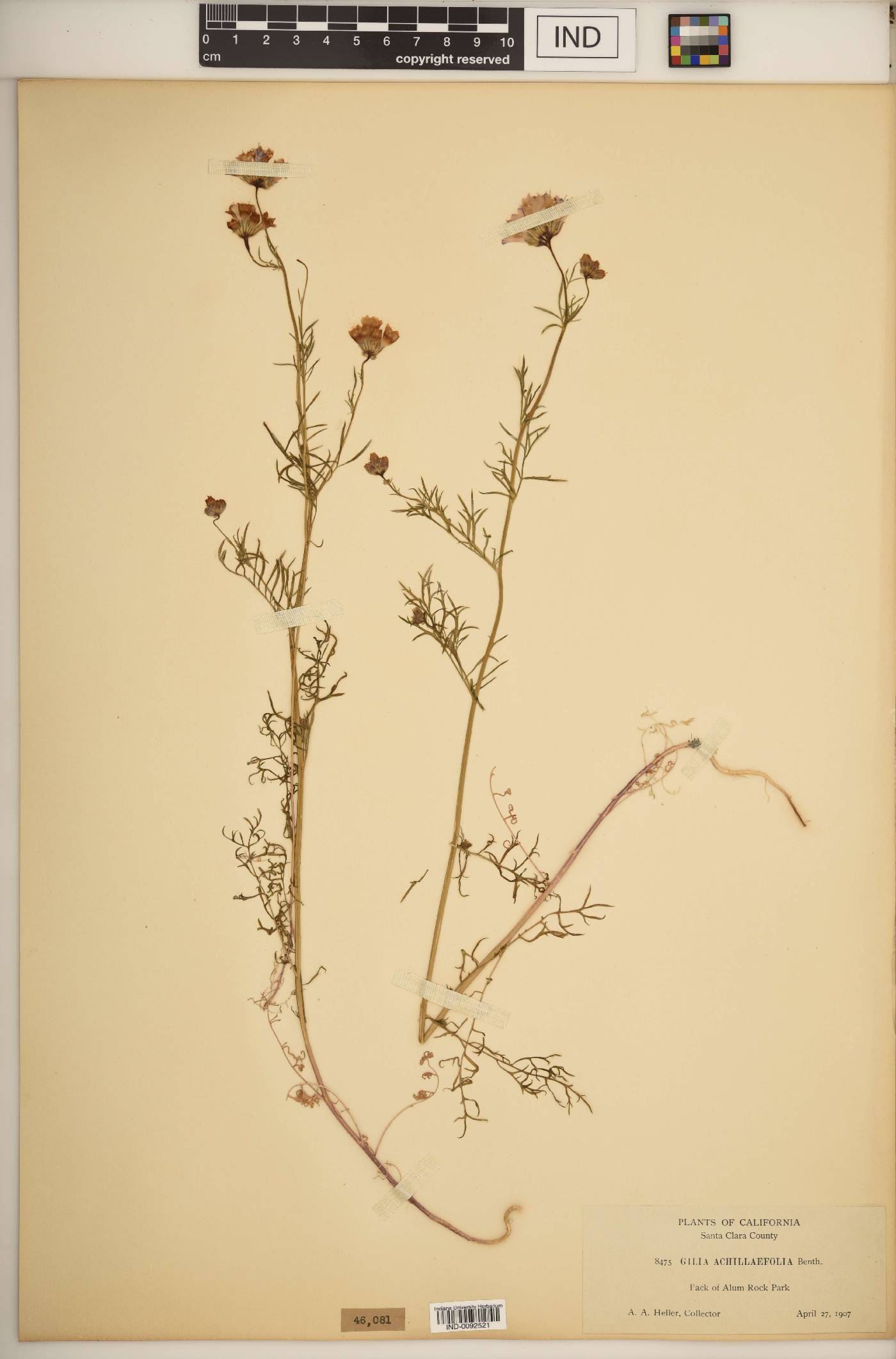 Gilia achilleifolia image