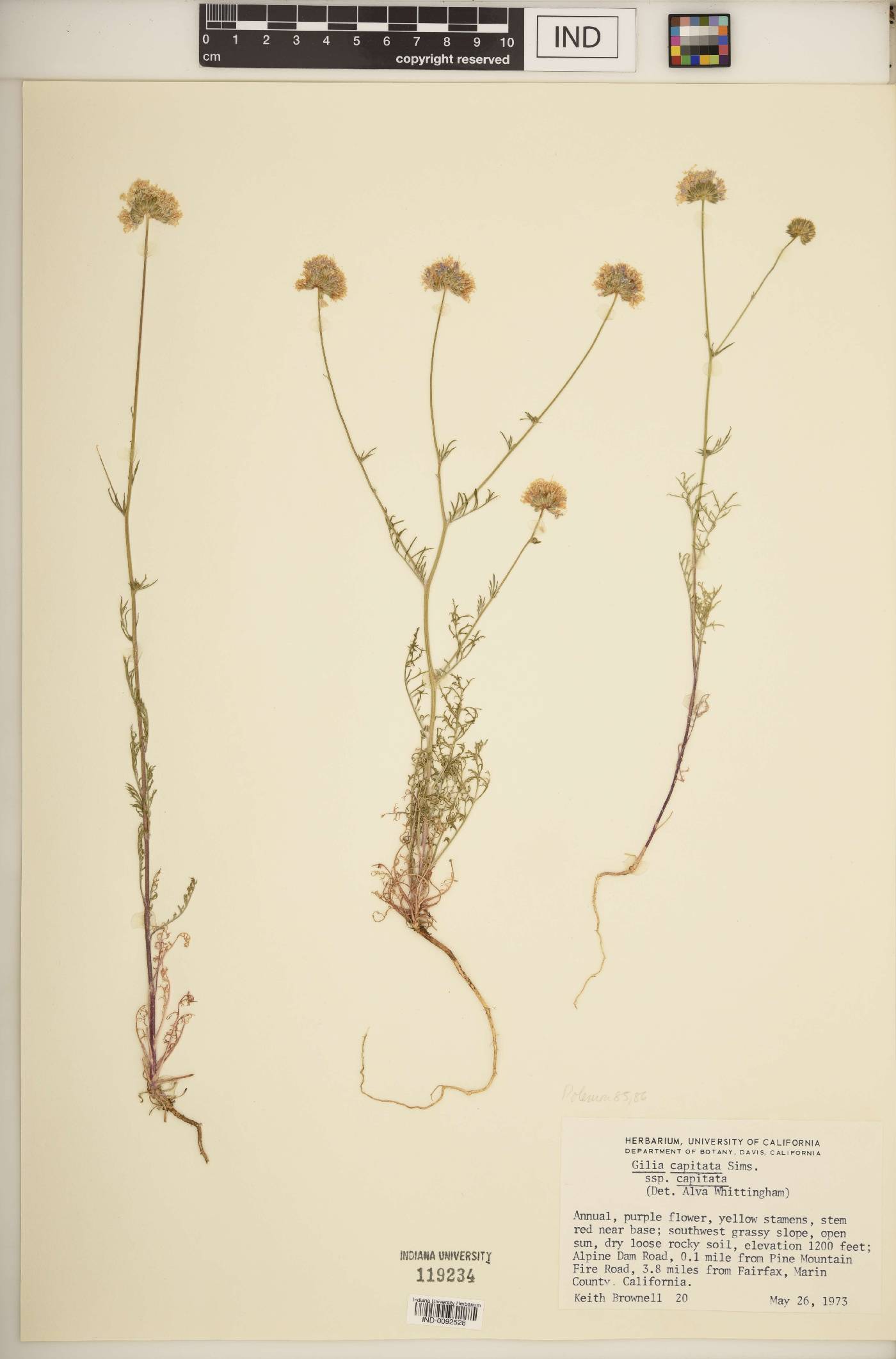 Gilia capitata subsp. capitata image