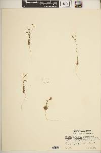 Gilia sinuata image