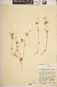 Leptosiphon androsaceus image
