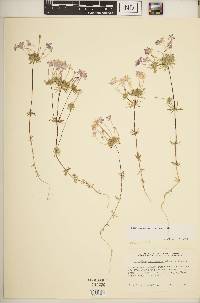 Leptosiphon androsaceus image