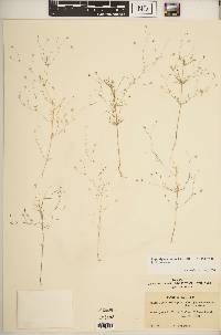 Leptosiphon liniflorus image