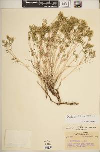 Linanthus nuttallii image