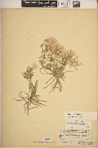 Phlox bifida image