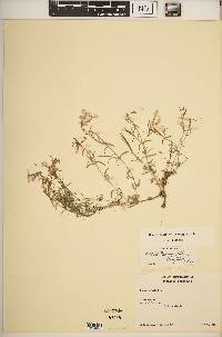 Phlox bifida image