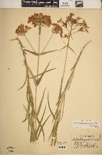 Phlox glaberrima image