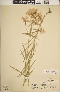 Phlox glaberrima image