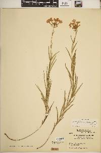 Phlox glaberrima subsp. interior image