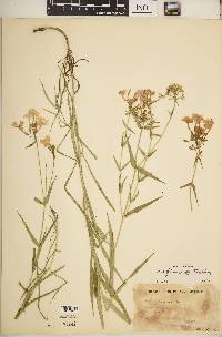 Phlox glaberrima image