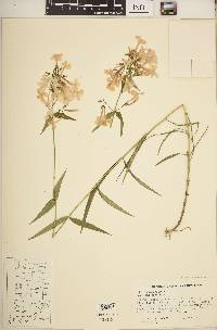 Phlox glaberrima image