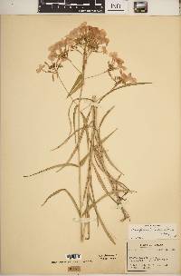 Phlox glaberrima image