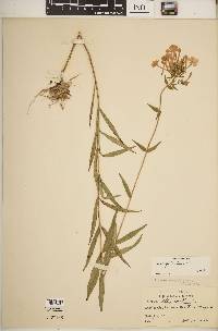 Phlox glaberrima image