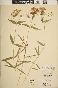 Phlox glaberrima subsp. triflora image