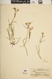 Phlox longifolia image