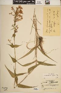 Phlox maculata image