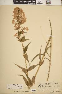 Phlox maculata image