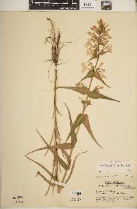 Phlox maculata image