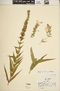 Phlox maculata image