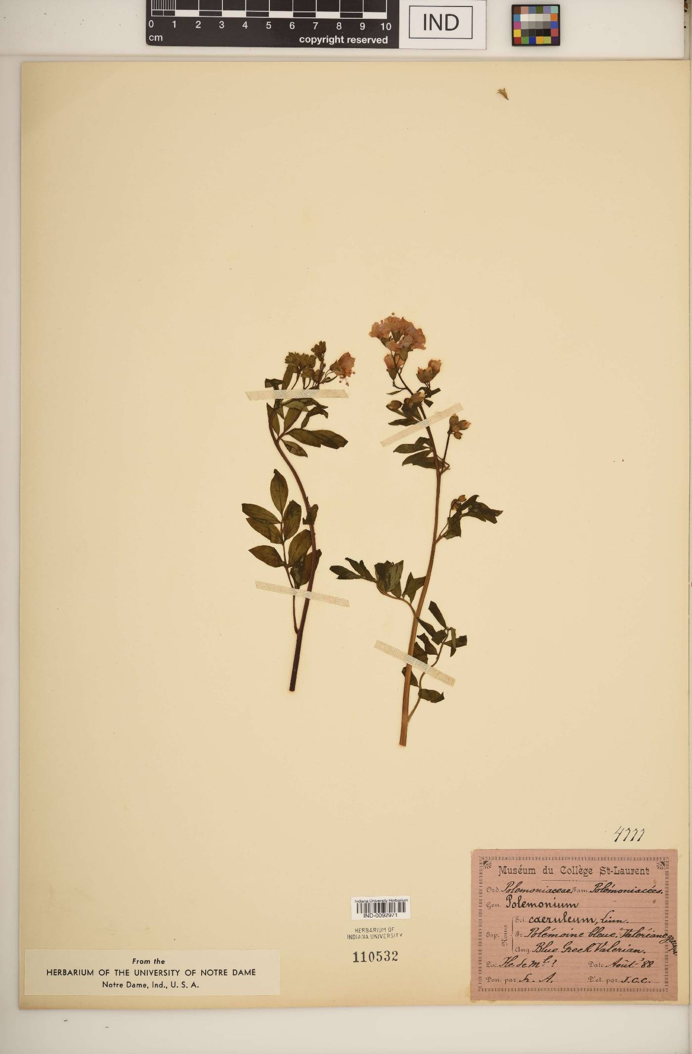 Polemonium caeruleum image