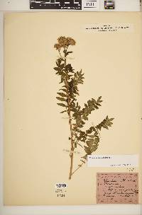 Polemonium caeruleum image