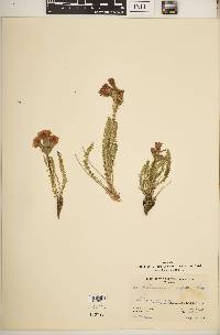 Polemonium confertum image