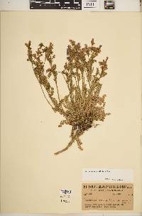 Polemonium parvifolium image