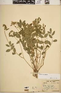 Polemonium reptans image